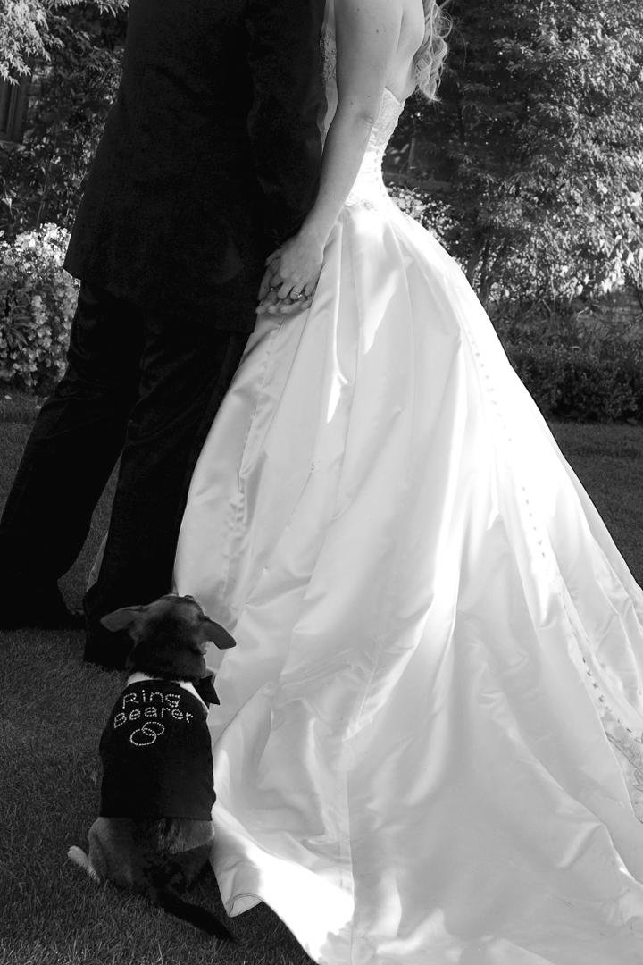 dog ring bearer outfit