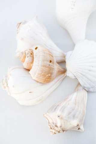 White Seashells white-seashells-in-varying-shapes