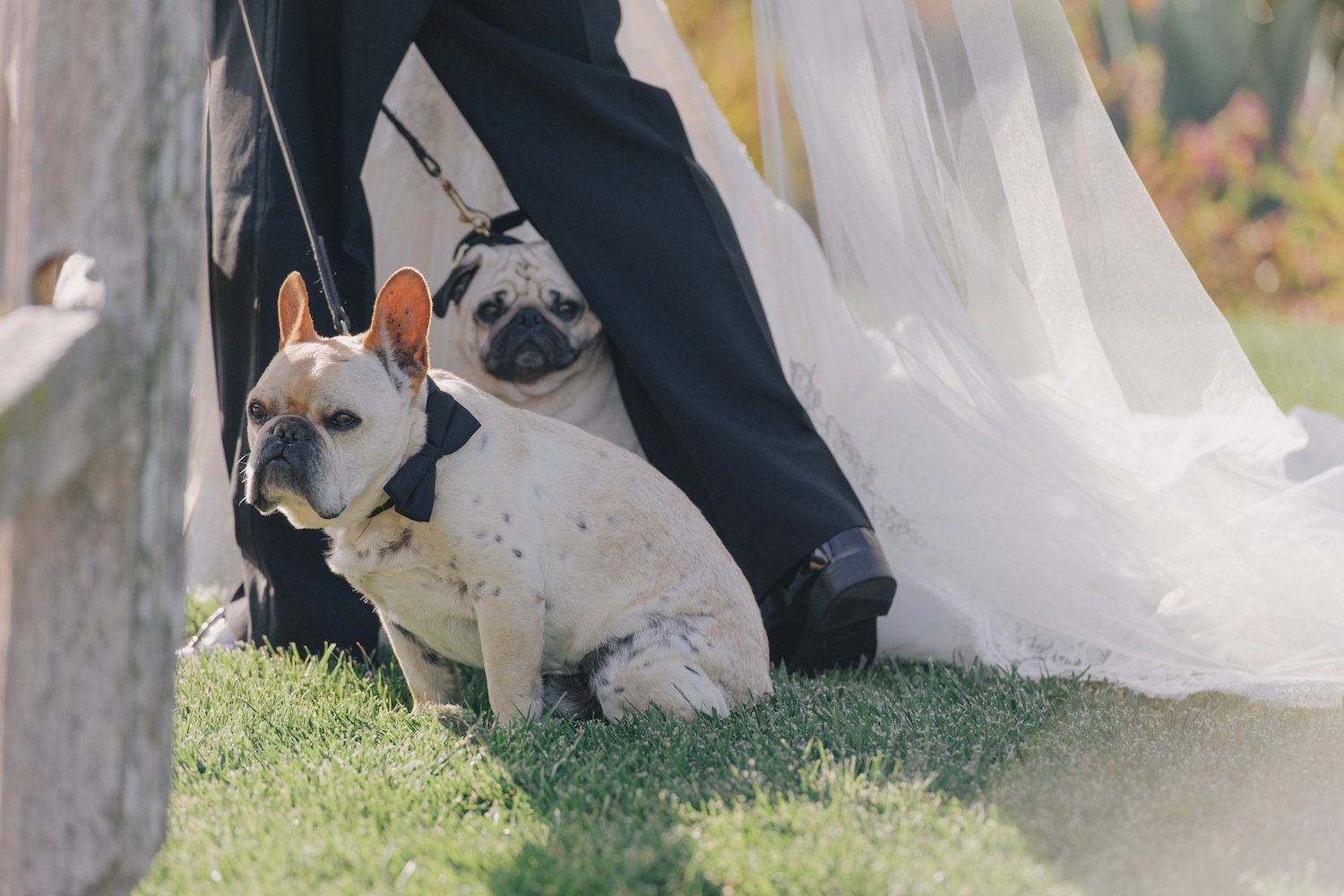 Dog Ring Bearers